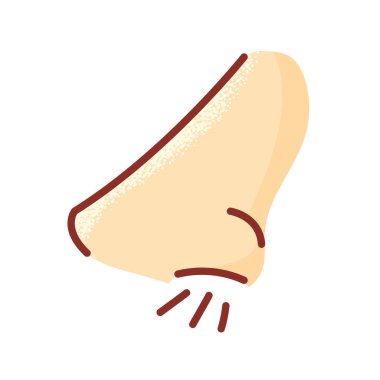 İnsan burnu, beyaz arka planda vücut parçası