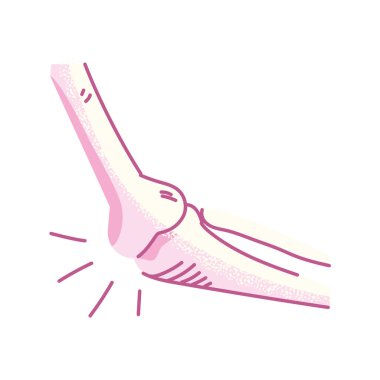 Kolun kemikleri, beyaz arka planda vücut parçası.