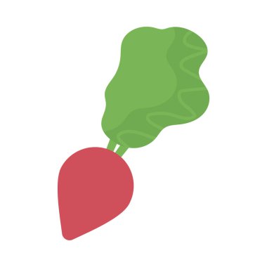 Taze ve sağlıklı sebze, beyaz arka planda turp.