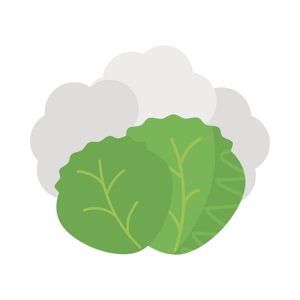 Verduras frescas y saludables, hojas de lechuga sobre fondo blanco — Vector de stock