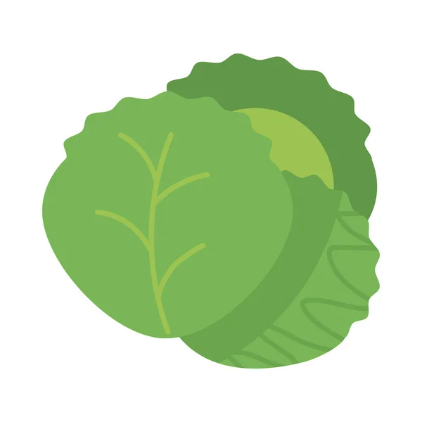 Frisches und gesundes Gemüse, Salatblätter auf weißem Hintergrund — Stockvektor