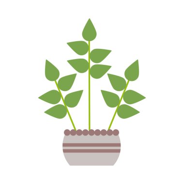 beyaz arka plan üzerinde saksı ile houseplant