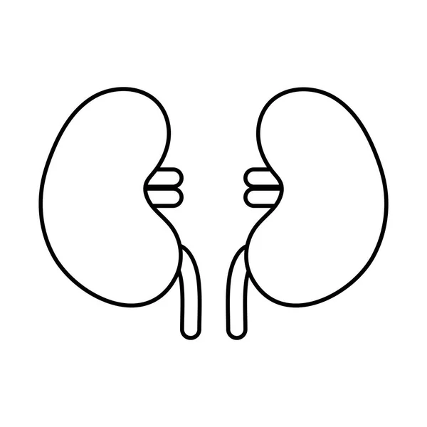 腎臓ラインスタイルのアイコンベクトルデザイン — ストックベクタ