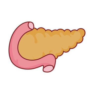 pankreas organ düz biçim vektör tasarımı
