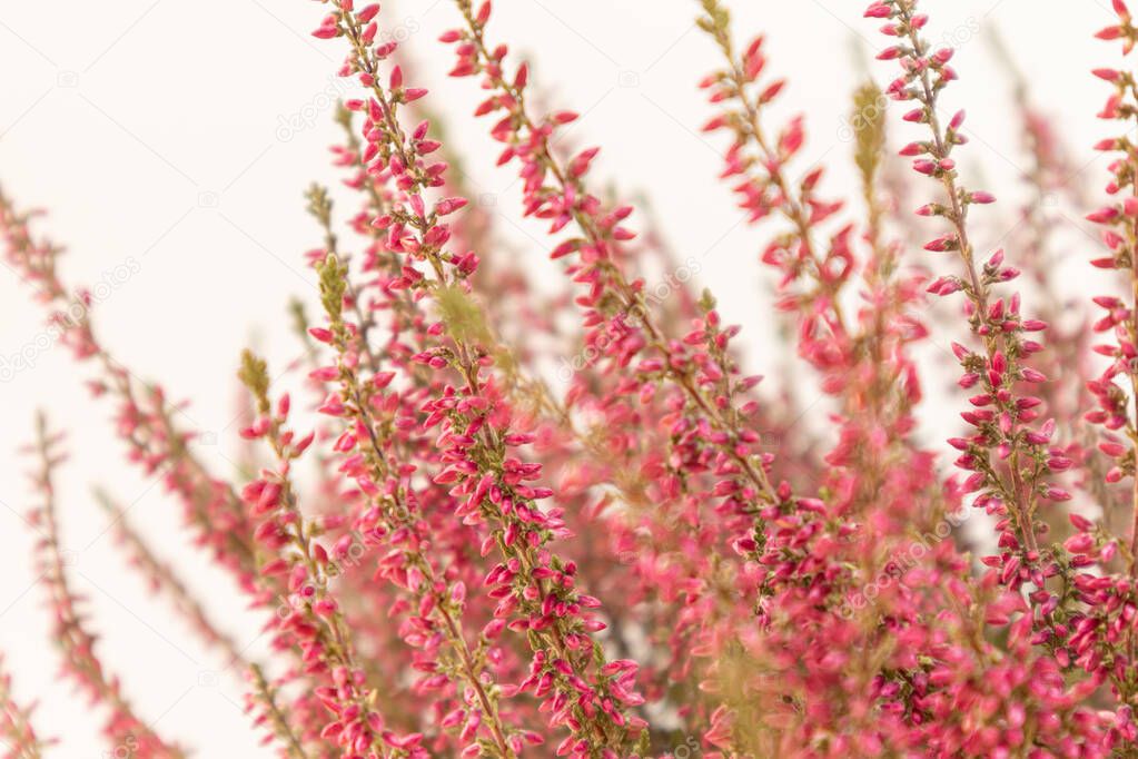 Colorful pink heather plant, botanic activities in spring