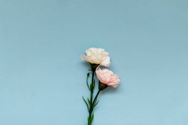İki karanfil, pembe ve beyaz, sade bir pastel mavi arkaplan ve kopyalama alanı.