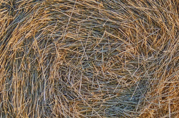 早秋收获小麦后稻草堆积如山 — 图库照片