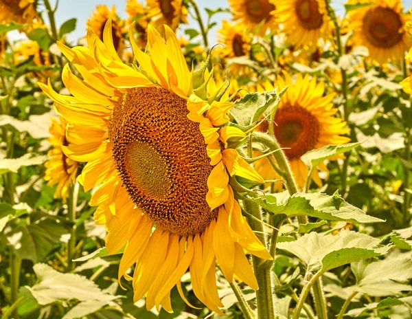 sunflowers in the sun flowers field on a sunny day