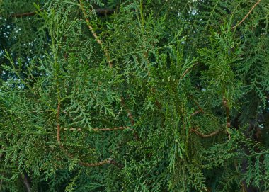 Ardıç ağacının sulu yeşil tacı thuja thuja