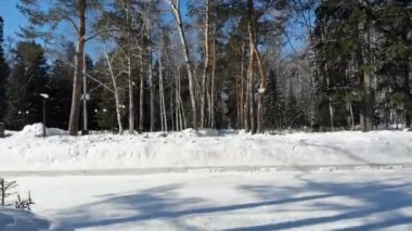 Winter forest, Siberian landscape, pine-trees, blue sky, snow