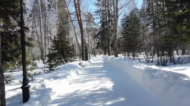 Зимний лес, Сибирский пейзаж, сосны, голубое небо, снег — стоковое видео