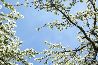 Çiçek açan elma ağacının dalları