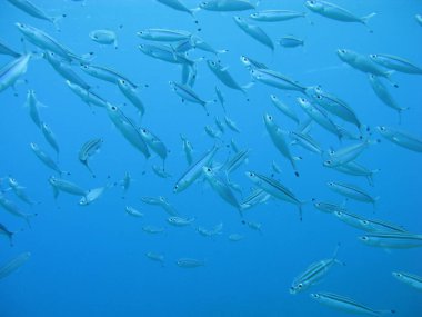 Great Barrier Resifi 'ndeki güzel balık sürüsü