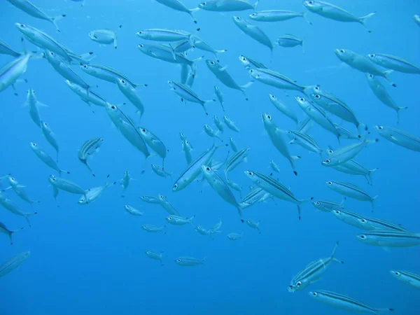 Beautiful school of fishes at Great Barrier Reef