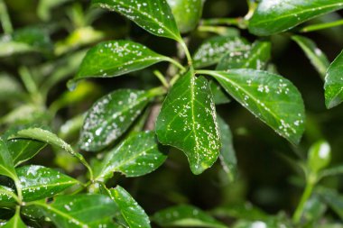 Parlatoria yaprakları ve dalları Euonymus japonica. Mealybugs, bitki hastalık beyaz böcek