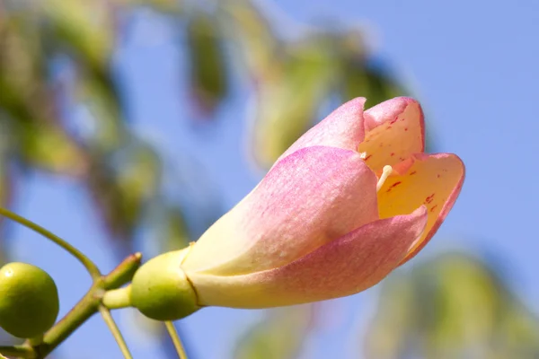 A flor Ceiba speciosa árvore. Planta Chorisia close-up — Fotografia de Stock