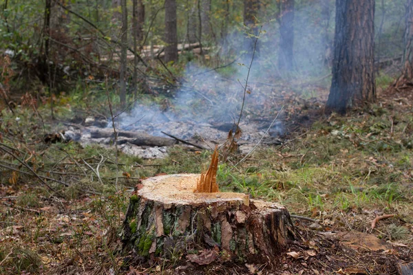 Tocón de pino, resultado de la tala de árboles. Deforestación total, bosque cortado —  Fotos de Stock