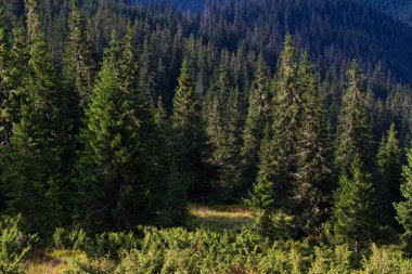Ukrayna Karpatlar Ladin ormanda. Sürdürülebilir açık ekosistem