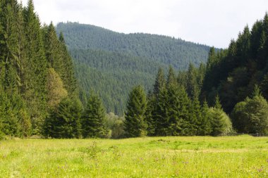 Ukrayna Karpatlar Ladin ormanda. Sürdürülebilir açık ekosistem