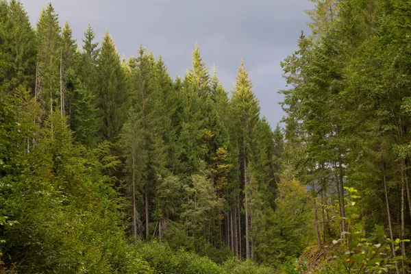 Spruce forest in the Ukrainian Carpathians. Sustainable clear ecosystem — Stock Photo, Image