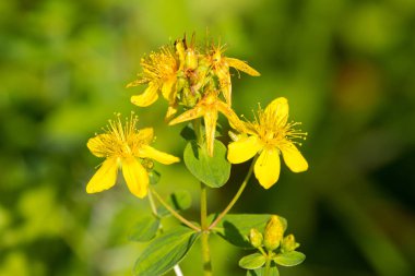 St John's wort sorgulamaktı. Hypericum perforatum makro çiçekli bitki yeşil arka planda