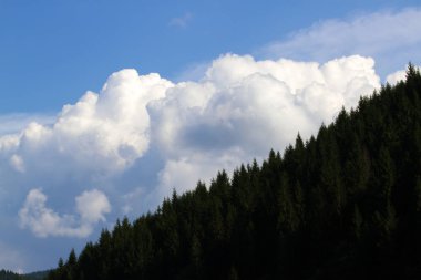 Ukrayna Karpatlar Ladin ormanda. Sürdürülebilir açık ekosistem