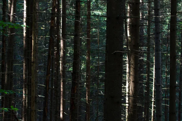 Forêt d'épinettes dans les Carpates ukrainiennes. Un écosystème clair et durable — Photo