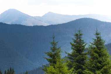 Ukrayna Karpatlar Ladin ormanda. Sürdürülebilir açık ekosistem
