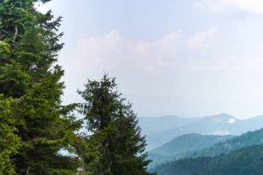 Ukrayna Karpatlar Ladin ormanda. Sürdürülebilir açık ekosistem