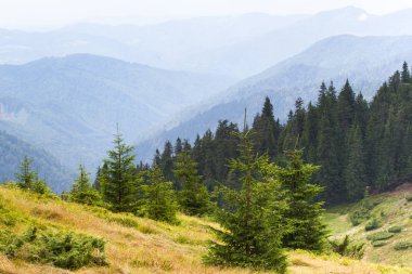 Ukrayna Karpatlar Ladin ormanda. Sürdürülebilir açık ekosistem