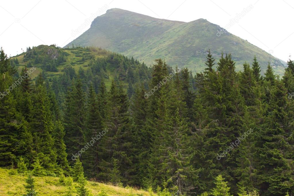 Spruce forest in the Ukrainian Carpathians. Sustainable clear ecosystem