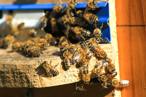 Un essaim d'abeilles travaillant dans la ruche. Insecte groupe nature sauvage — Photo