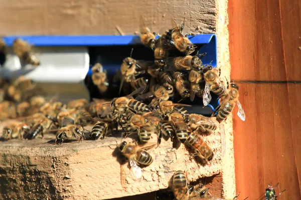 Рой пчел, работающих в улье. Дикие насекомые — стоковое фото