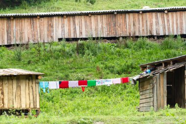 Ukrayna Karpatlar Ladin ormanda. Sürdürülebilir açık ekosistem