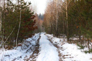 Çam ormanı ile kış günü güzel Panoraması. İğne yapraklı ağaçlar. Sürdürülebilir ekosistem