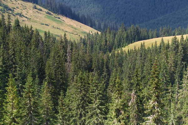 Granskog i ukrainska Karpaterna. Hållbar tydlig ekosystem — Stockfoto