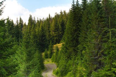 Ukrayna Karpatlar Ladin ormanda. Sürdürülebilir açık ekosistem