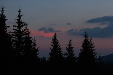 Dağ güneş doğuyor. Ladin üstleri ve güneş ışınları ana hatları bulutlar zirveleri ile onların yol yapmak. arka plan. İğne yapraklı orman