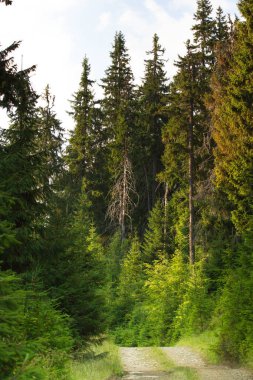 Ukrayna Karpatlar Ladin ormanda. Sürdürülebilir açık ekosistem