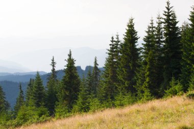 Ukrayna Karpatlar Ladin ormanda. Sürdürülebilir açık ekosistem