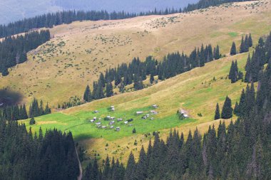 Ukrayna Karpatlar ormanda köknar Ladin. Sürdürülebilir açık ekosistem. Kesme ağaç, ormansızlaşma