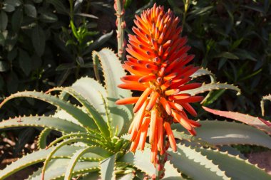 Çiçek açan Aloe çiçekler ile doğal arka plan. Tıp