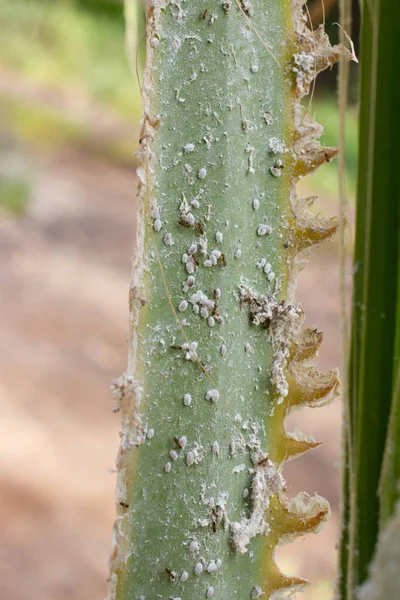 Foglie di palma densamente coperte di insetti in scala. Mealy mealybug . — Foto Stock