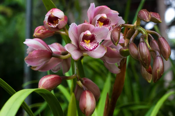 Pink Cymbidium in pot. Flower and bud of orchid — Stock Photo, Image