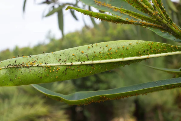 Oleandr listy hustě pokryté stupnice hmyzu. Moučný škodlivý hmyz. — Stock fotografie
