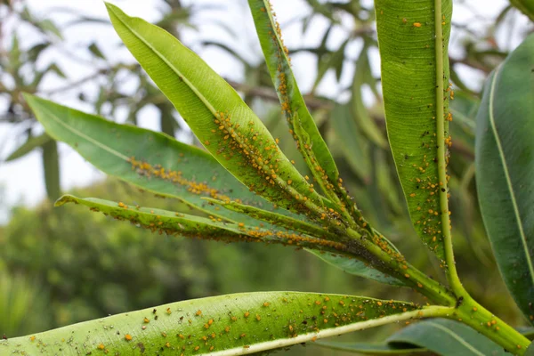 Oleandr listy hustě pokryté stupnice hmyzu. Moučný škodlivý hmyz. — Stock fotografie