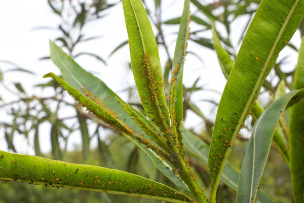 Hojas de olivo densamente cubiertas con insectos de escamas. Mealybug harinoso . — Foto de Stock