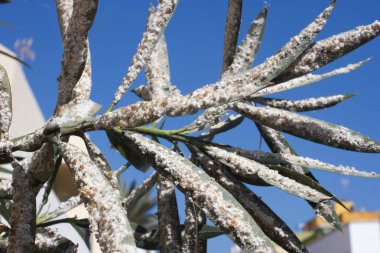 Oleander leaves densely covered with scale insects. Mealy mealybug. clipart