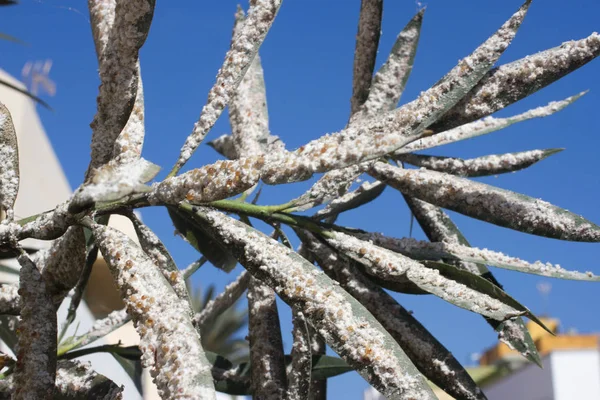 Oleander verlaat dichtbevolkte bedekt met schaal insecten. Melig Wolluis. — Stockfoto