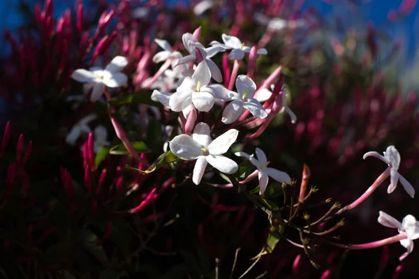 Jasminum polyanthum, sambac pink flower. Odorate star liana — Stock Photo, Image